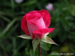 Rose Gaujard-1.jpg